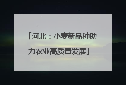 河北：小麦新品种助力农业高质量发展